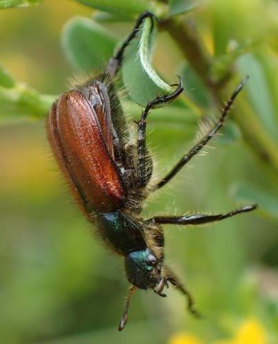 Réf. 209 216 : Phyllopertha horticola